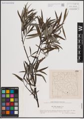 Foto von Salix eleagnos Scop.